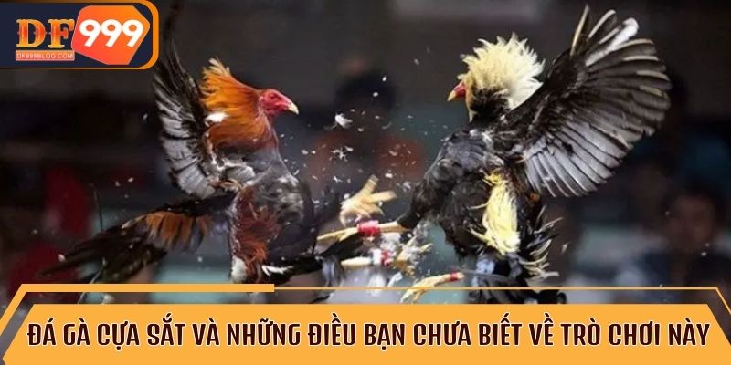 Đá gà cựa sắt