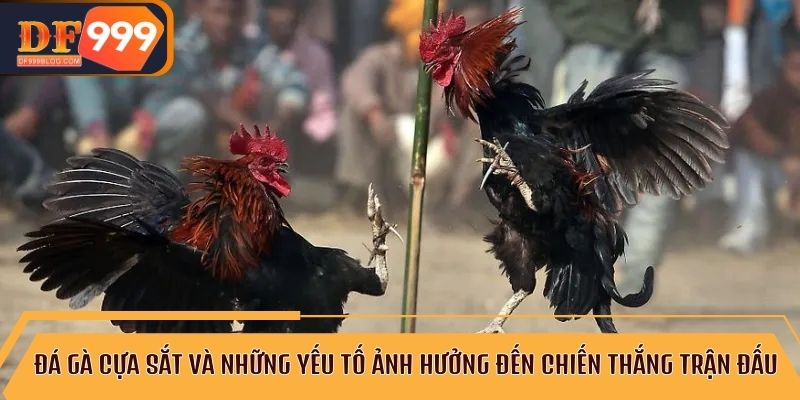 Những lợi thế khi tham gia đá gà cựa sắt tại các nhà cái uy tín