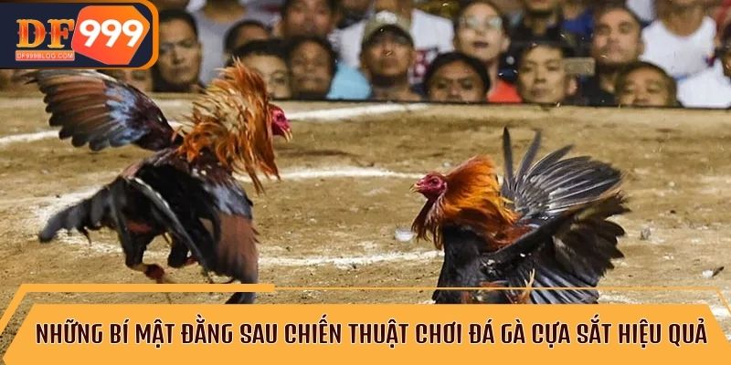 Phân tích kèo đá gà cựa sắt và cách tính toán để thắng cược