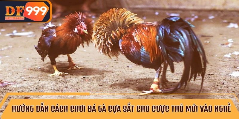 Tìm hiểu về đá gà cựa sắt và cách nhận diện các chiến kê mạnh